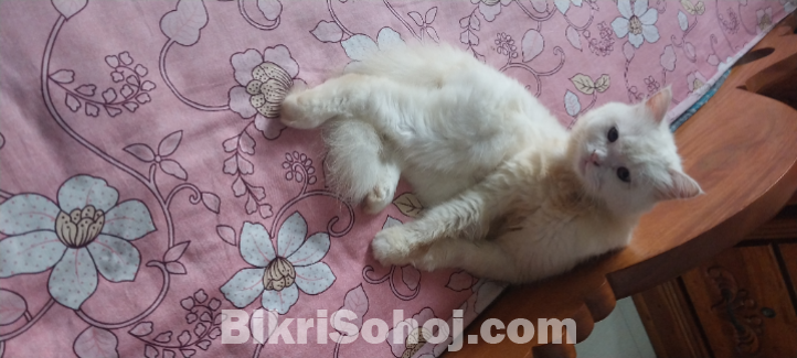 Persian cat long cot